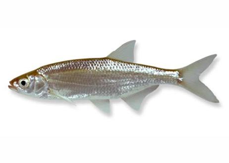 Zoetwatervis Alver Zoetwatervis Alver