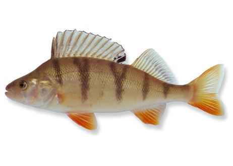 Zoetwatervis Baars Zoetwatervis Baars